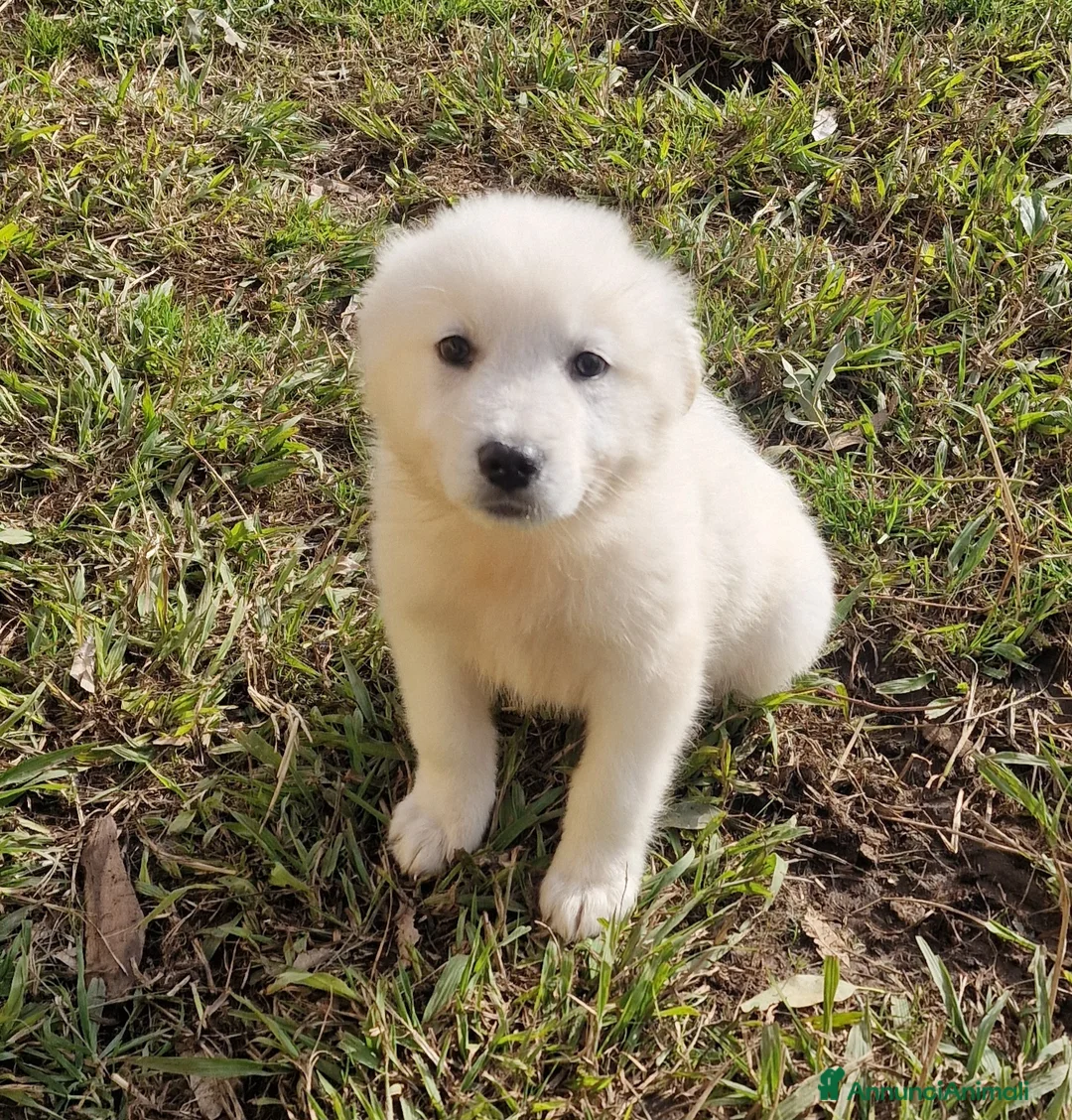 Pastore Maremmano cani in regalo: Rubacuori - Annuncio 3