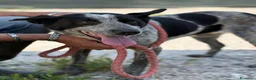 Meticcio cani in regalo: Flora, 2 anni, 17 chili, dolce e buona  - Annuncio 6