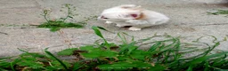 Chihuahua cani in vendita: vendesi cucciolo chihuahua pelo lungo - Annuncio 5