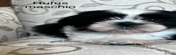 Shih Tzu cani in vendita: Cuccioli Shih Tzu pronti a settembre! - Annuncio 8