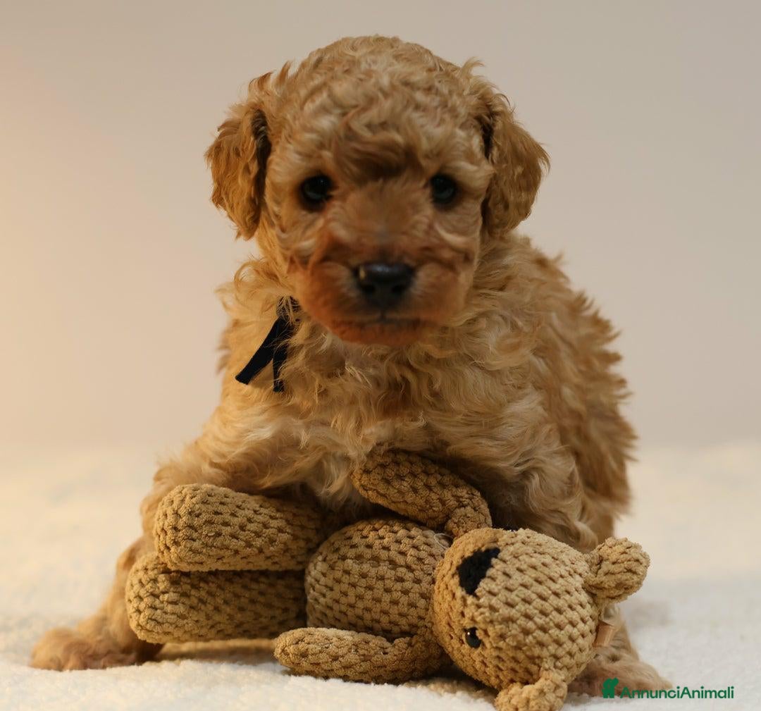 Meticcio cani in vendita: Cuccioli di F1BB Cavapoo Rosso & Crema - Annuncio 15