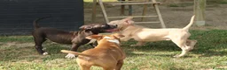 Pitbull cani in vendita: Cuccioli di Pit Bull anche a rate - Annuncio 10