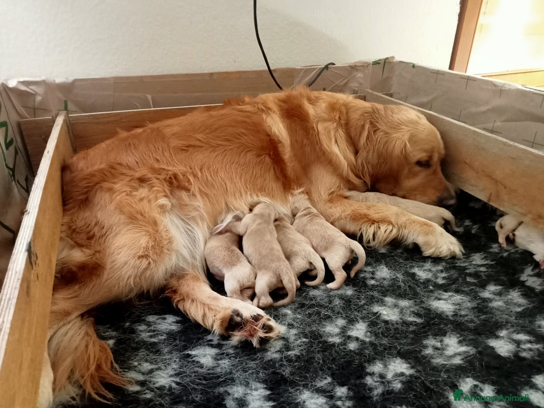 Golden Retriever cani in vendita: Cuccioli di Golden Retriever  a Provincia di Vicenza - Immagine 2