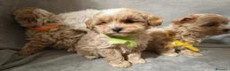 Maltipoo cani in vendita: Cuccioli di Maltipoo toy a Provincia di Como - Annuncio 15