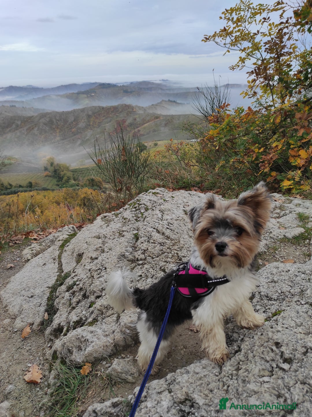 Biewer Terrier cani per accoppiamento: Femmina di Biewer Terrier cerca fidanzato - Annuncio 6
