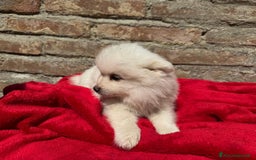 Volpino Italiano cani in vendita: Volpino italiano  a Provincia di Lucca - Immagine 3