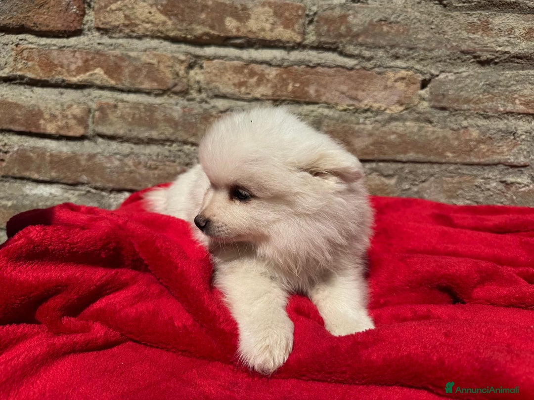 Volpino Italiano cani in vendita: Volpino italiano  a Provincia di Lucca - Immagine 3