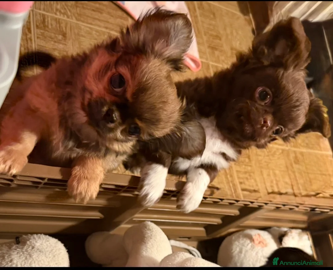 Chihuahua cani in vendita: Chihuahua mini - Annuncio 1