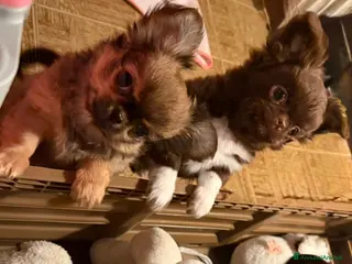 Chihuahua cani Chihuahua mini - Annuncio 4