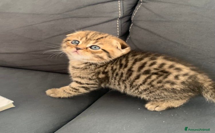 Scottish gatti a Provincia del Verbano-Cusio-Ossola - Annuncio 7