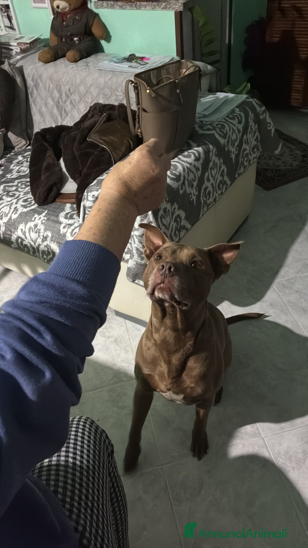 Pitbull cani per accoppiamento: Cercasi femmina per il mio maschietto  - Annuncio 3