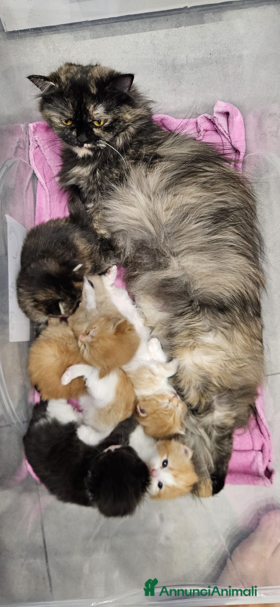 Persiano gatti Cuccioli di gatto persi - Annuncio 4