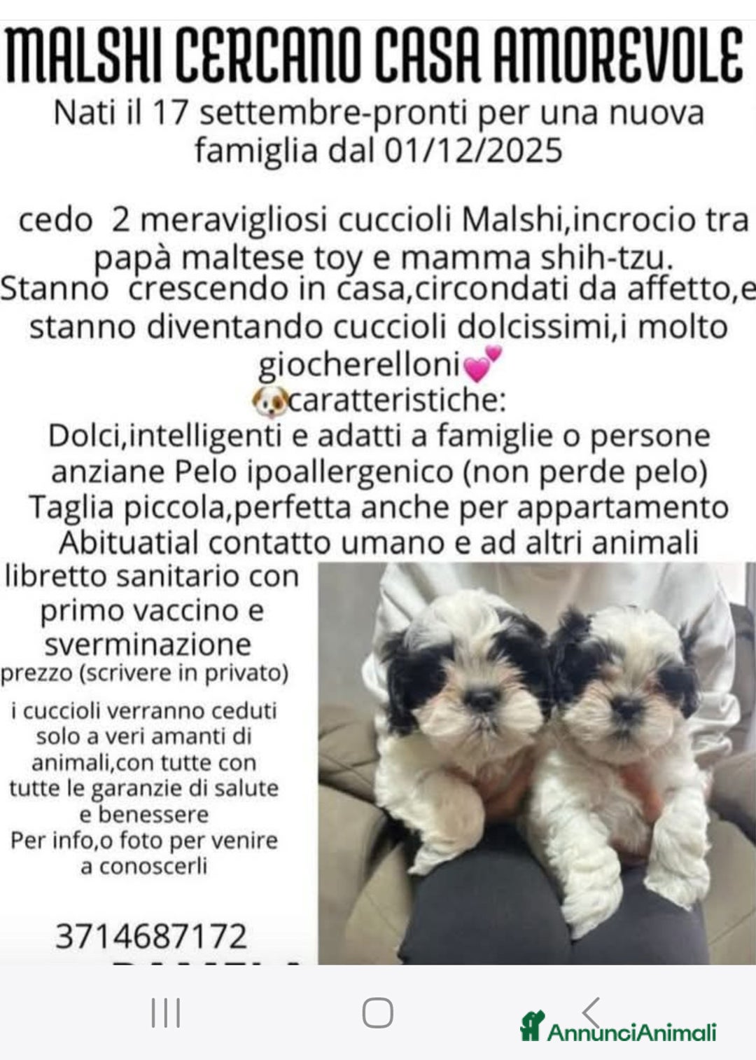 Meticcio cani in vendita: Cuccioli di mashi - Annuncio 1