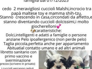 Meticcio cani Cuccioli di mashi - Annuncio 28