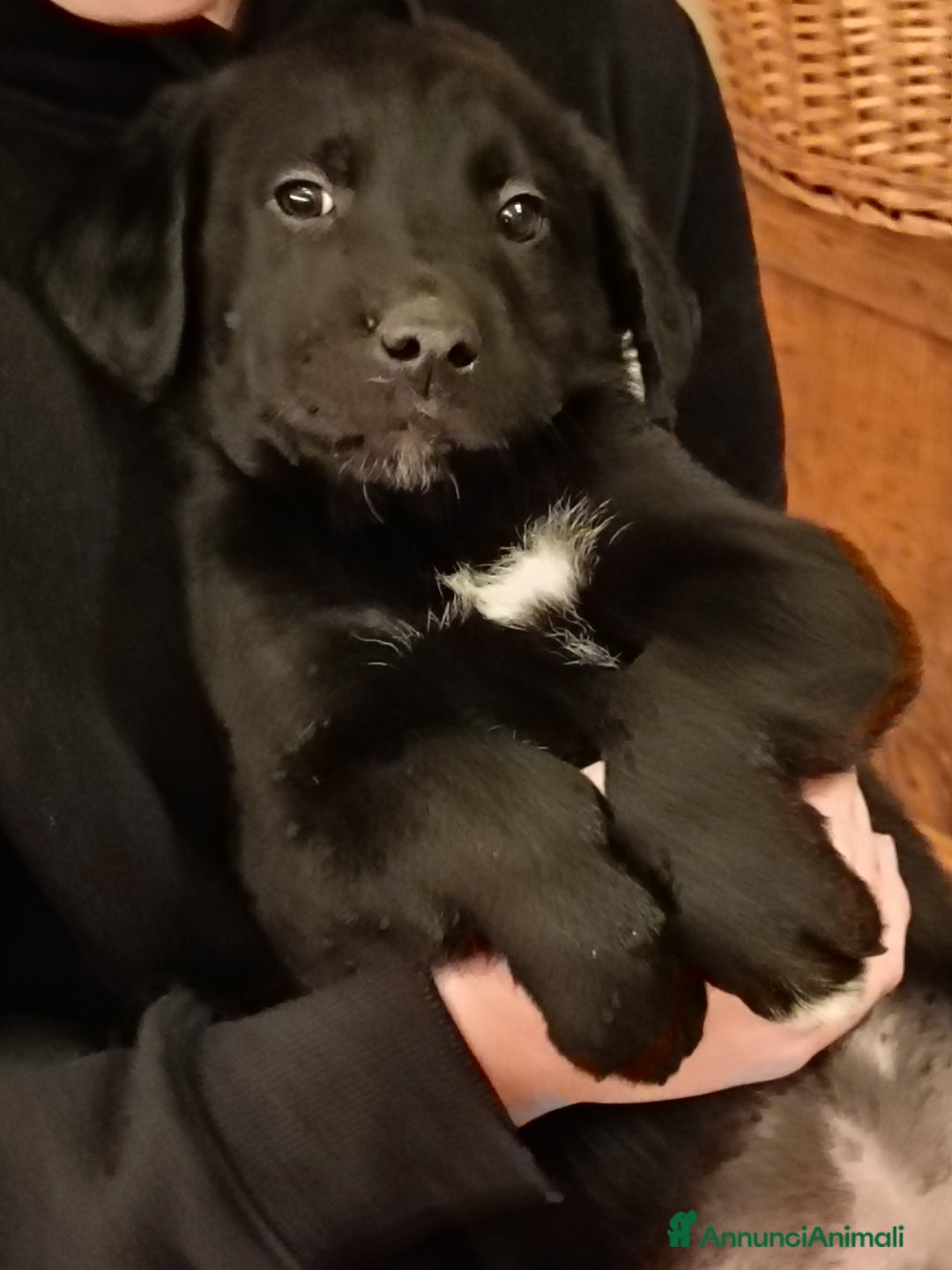 Meticcio cani in vendita: Cuccioli di Borador (Border Collie labrador) - Annuncio 4