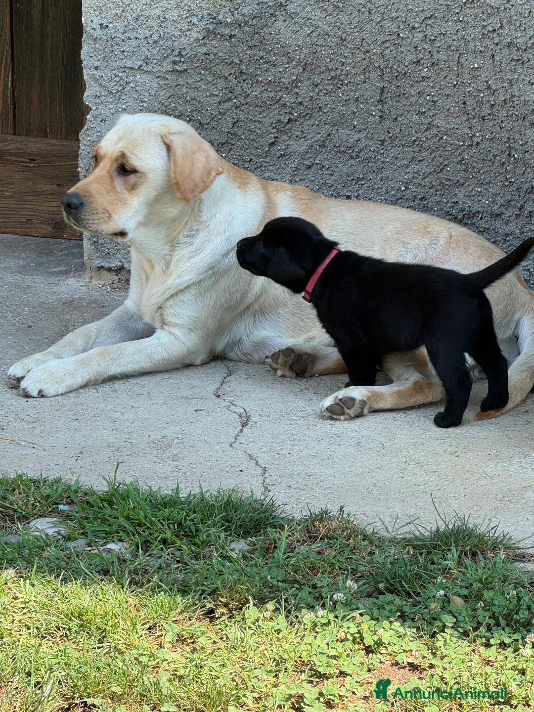 Labrador cani in vendita: Splendidi maschietti di Labrador neri  - Annuncio 7
