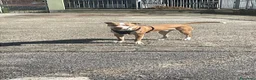 Pitbull cani in regalo: Aiutatemi a trovargli una nuova famiglia a Città Metropolitana di Torino - Annuncio 5
