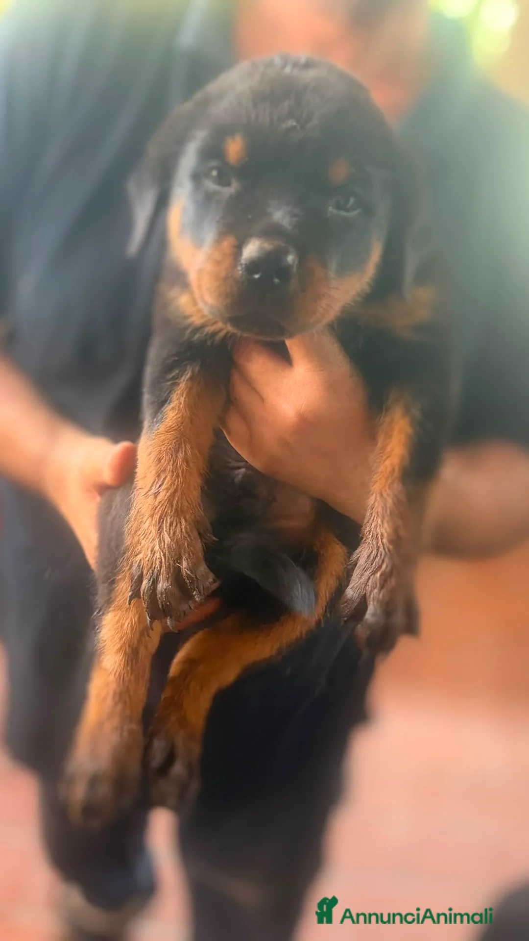 Rottweiler cani in vendita: Cuccioli di Rottweiler  - Annuncio 8