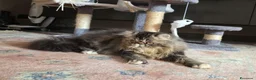 Persiano gatti in vendita: Gatti persiani  - Annuncio 7