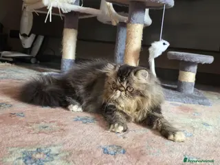 Persiano gatti Gatti persiani - Annuncio 3