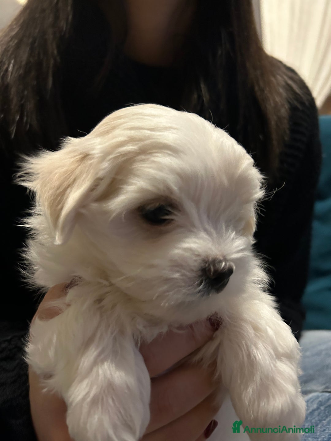 Maltese cani in vendita: Cuccioli Maltesi: Piccoli Tesori in Cerca di Casa - Annuncio 18