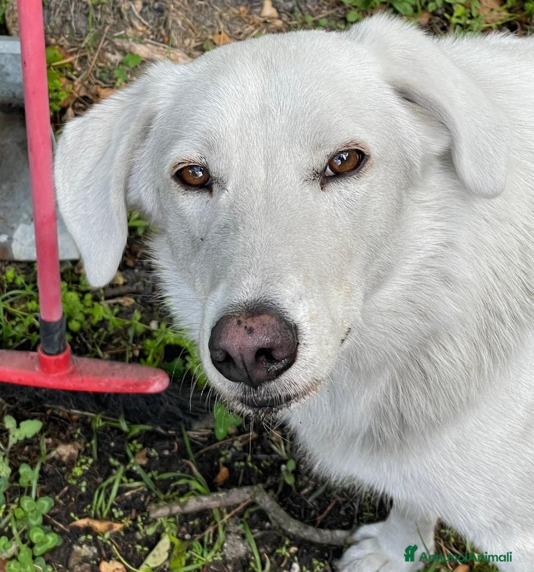 Meticcio cani in regalo: DOLCE BELLO SIMPATICO : CESARE ASPETTA TE - Annuncio 2