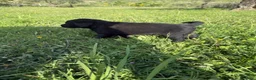 Labrador cani in vendita: Cuccioli Labrador  - Annuncio 30