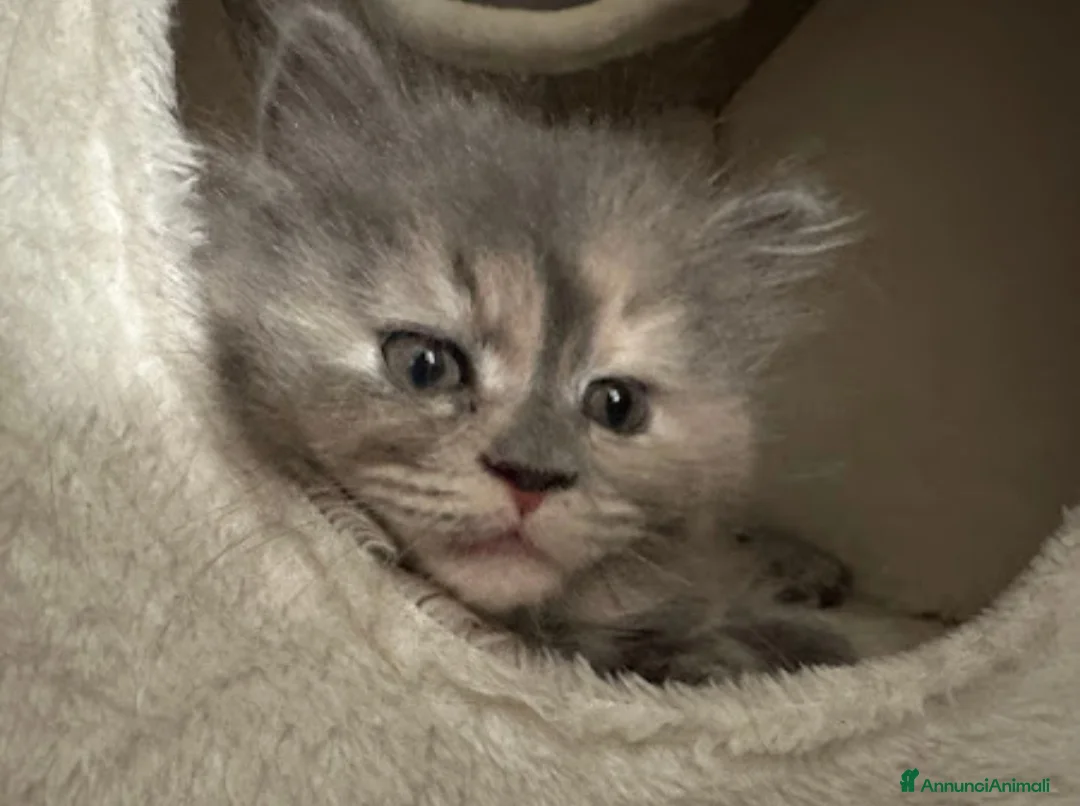 Persiano gatti in vendita: Cucciola di persiano tricolore  - Annuncio 2