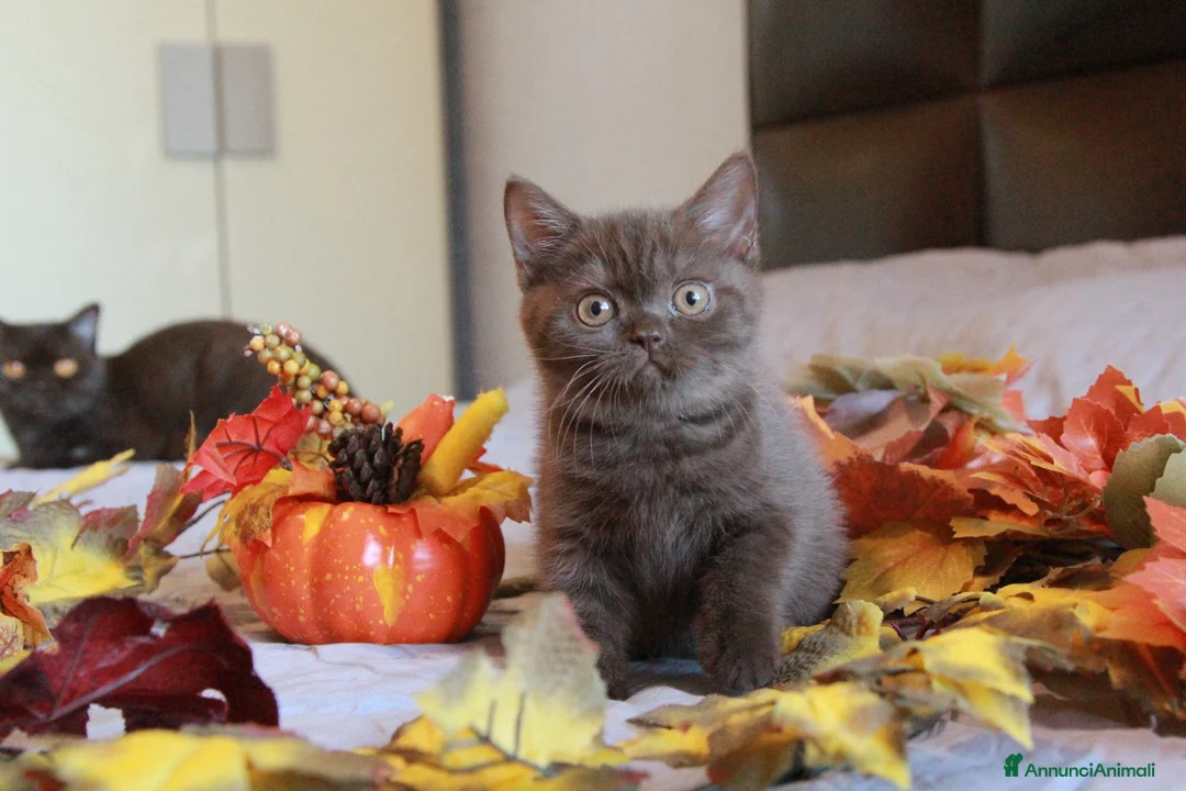 British gatti in vendita: British Shorthair  - Annuncio 1
