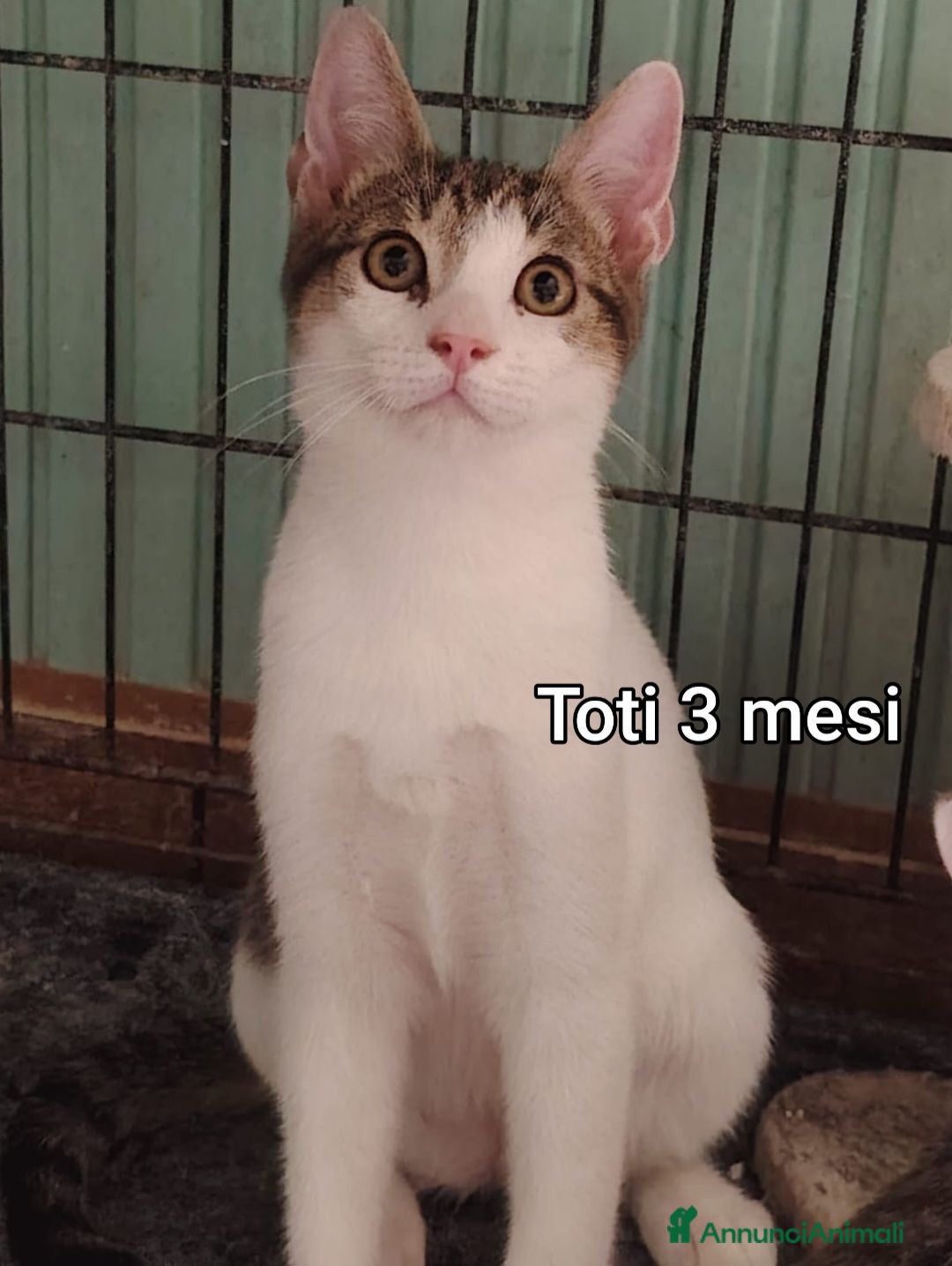 Europeo gatti GATTINI SIAMO AL COLLASSO  - Annuncio 7