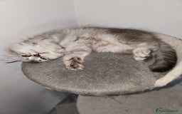 Scottish gatti in vendita: Femminuccia Scottish  a Provincia di Pavia - Immagine 4