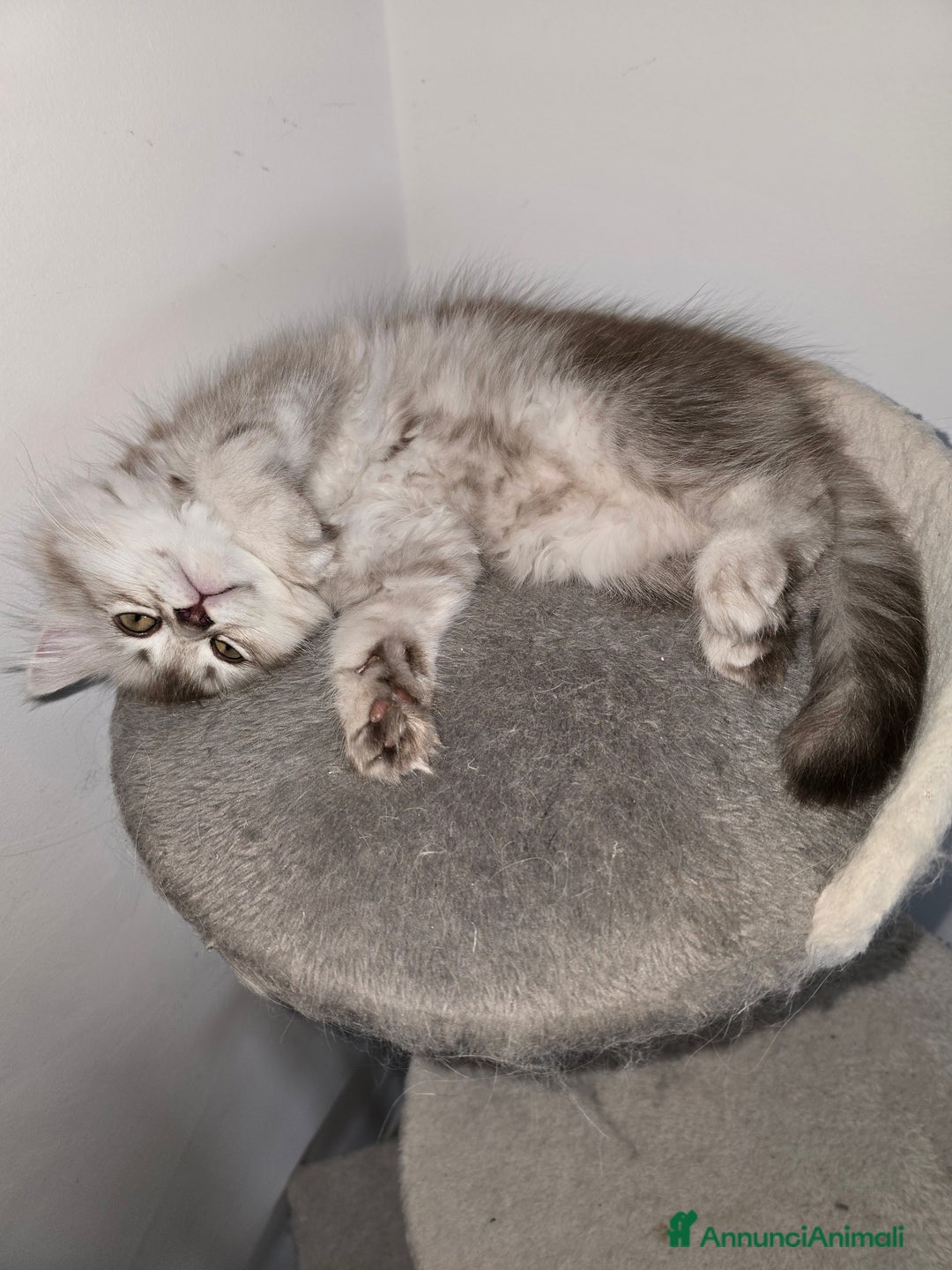 Scottish gatti in vendita: Femminuccia Scottish  a Provincia di Pavia - Immagine 4