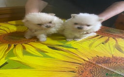 Volpino Pomerania cani in vendita: Volpino Pomerania Pedigree  a Provincia di Pavia - Immagine 9