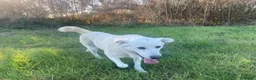 Meticcio cani in regalo: LA BELLISSIMA NEVE E' IN CERCA DI FORTUNA... - Annuncio 4