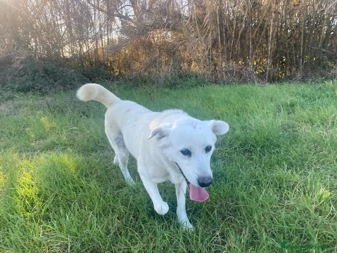 Meticcio cani in regalo: LA BELLISSIMA NEVE E' IN CERCA DI FORTUNA... - Annuncio 4