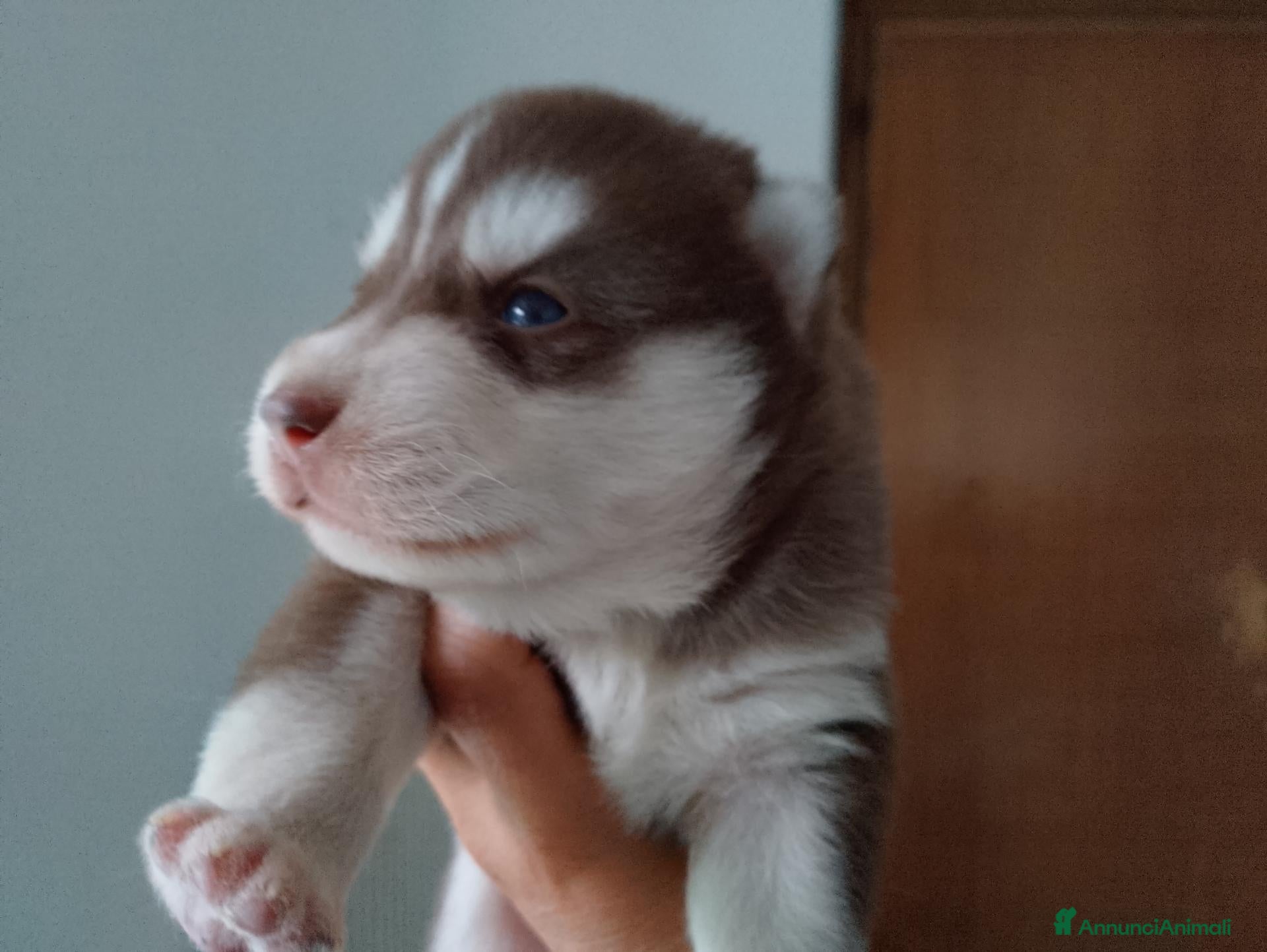 Husky cani Siberian husky  - Annuncio 1