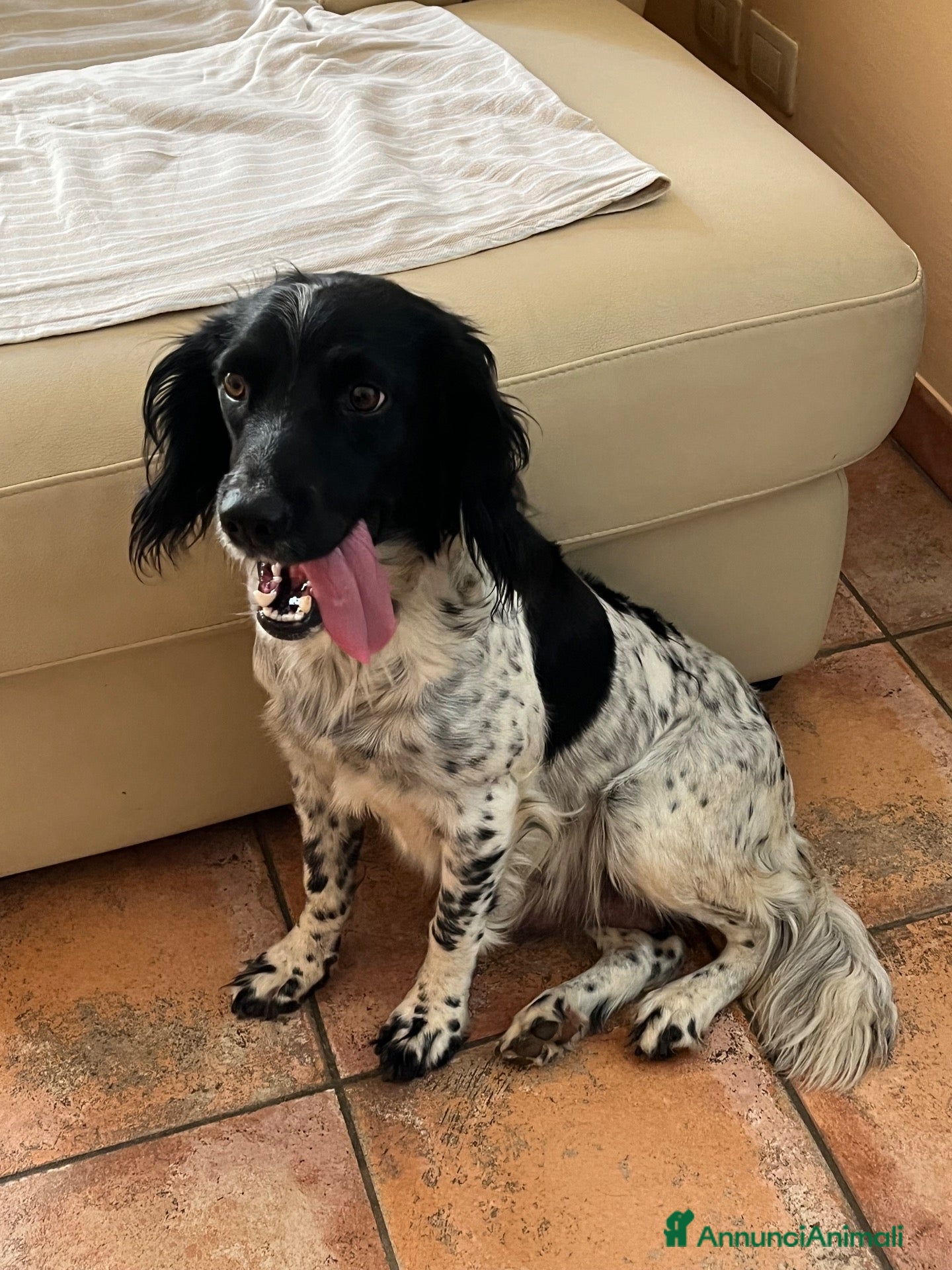 Springer Spaniel Inglese cani Cuccioli di springer spaniel - Annuncio 17