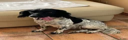 Springer Spaniel Inglese cani in vendita: Cuccioli di springer spaniel a Città Metropolitana di Torino - Annuncio 1