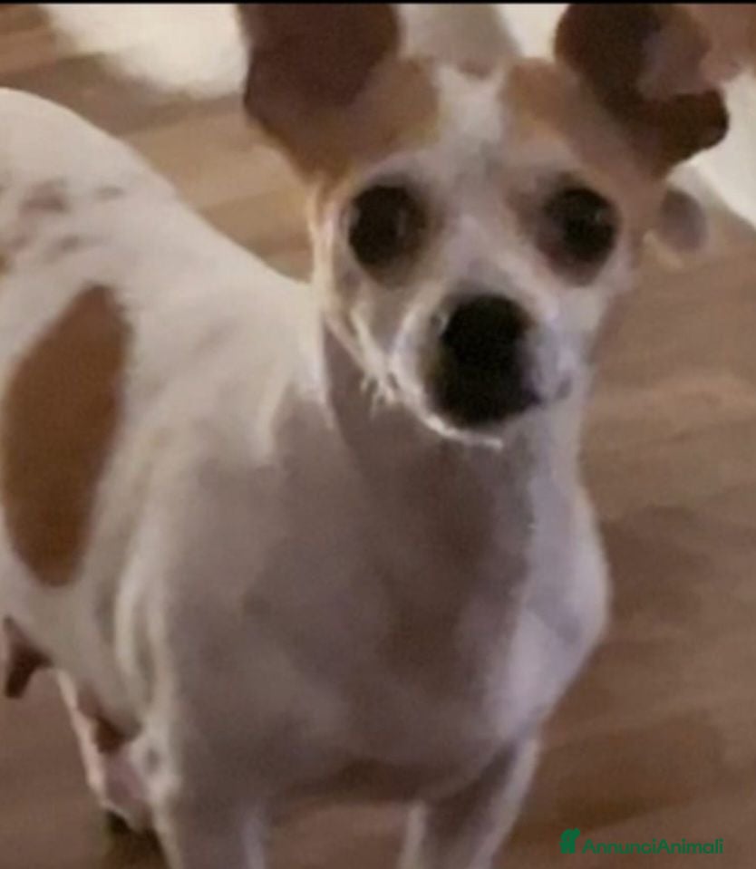 Chihuahua cani Chiwawa cuccioli - Annuncio 2