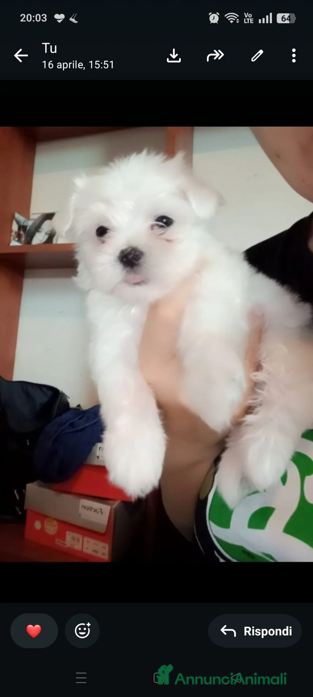 Maltese cani in vendita: 2 cucciole di maltese - Annuncio 5