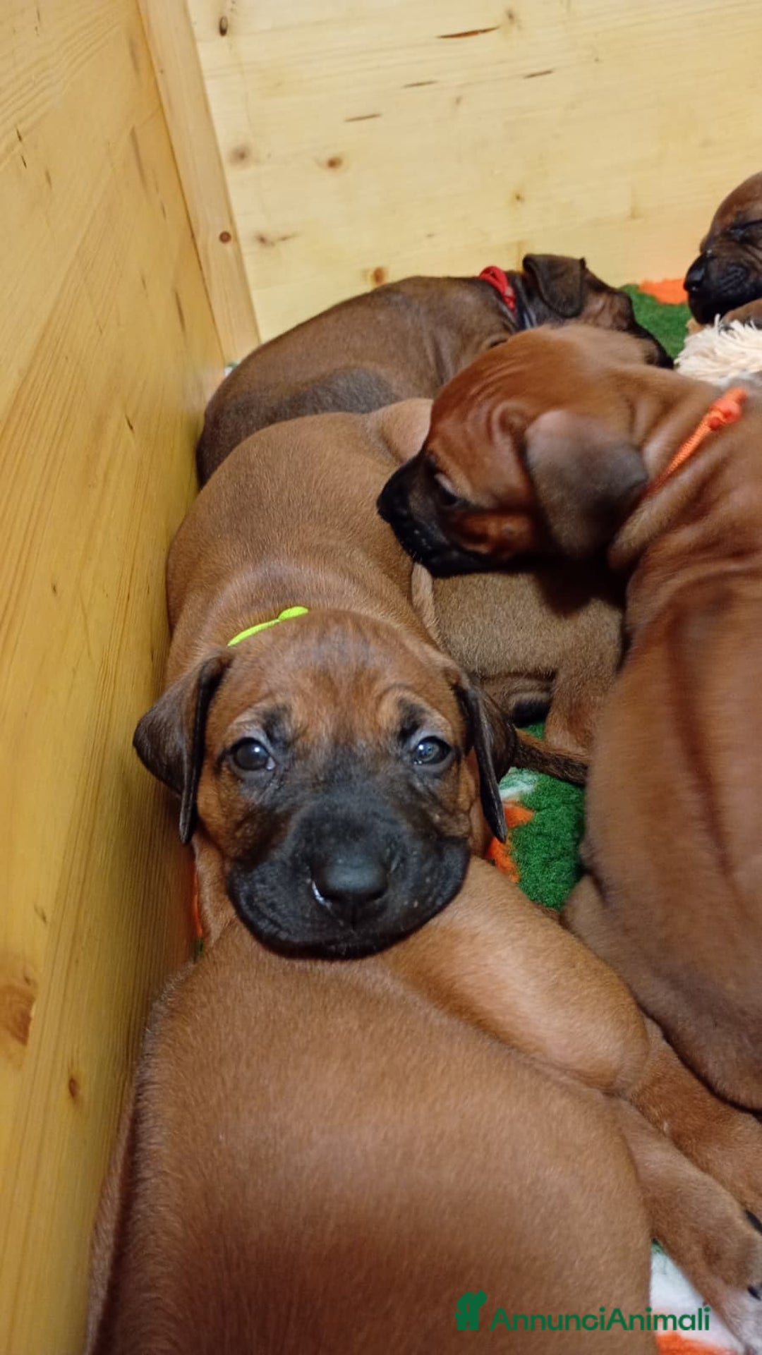 Rhodesian Ridgeback cani in vendita: Cuccioli di Rhodesian Ridgeback disponibili - Annuncio 7
