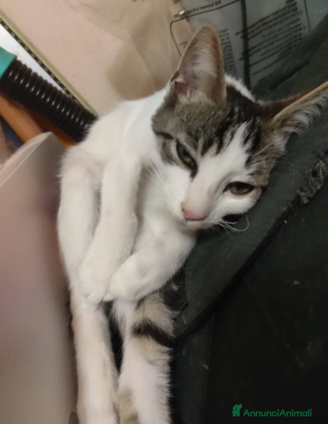 Europeo gatti in regalo: PACO, adorabile gattino da adottare! - Annuncio 5