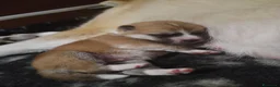 Akita Inu cani in vendita: ULTIME PRENOTAZIONI CUCCIOLI AKITA LOMBARDIA - Annuncio 11