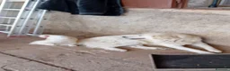 Pastore Abbruzzese Maremmano cani in regalo: Cuccioli di pastore maremmano a Città metropolitana di Sassari - Annuncio 6