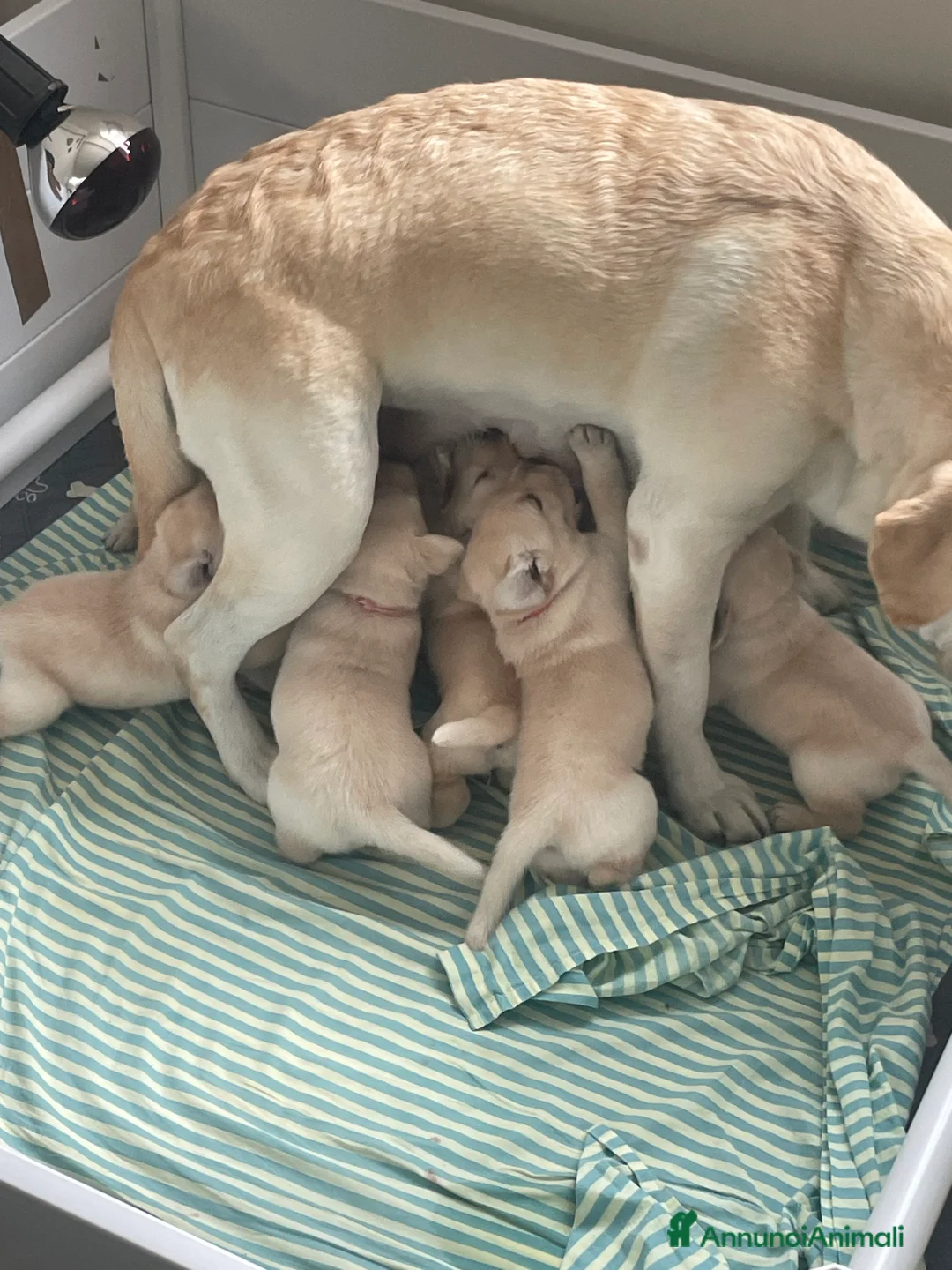 Labrador cani in vendita: Cuccioli di Labrador  - Annuncio 7