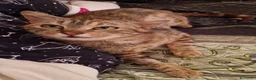 Meticcio gatti in regalo: Bruna in cerca di casa - Annuncio 1
