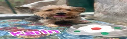 Yorkshire cani in regalo: Karin Yorkshire femmina cerca famiglia a Città metropolitana di Milano - Annuncio 4