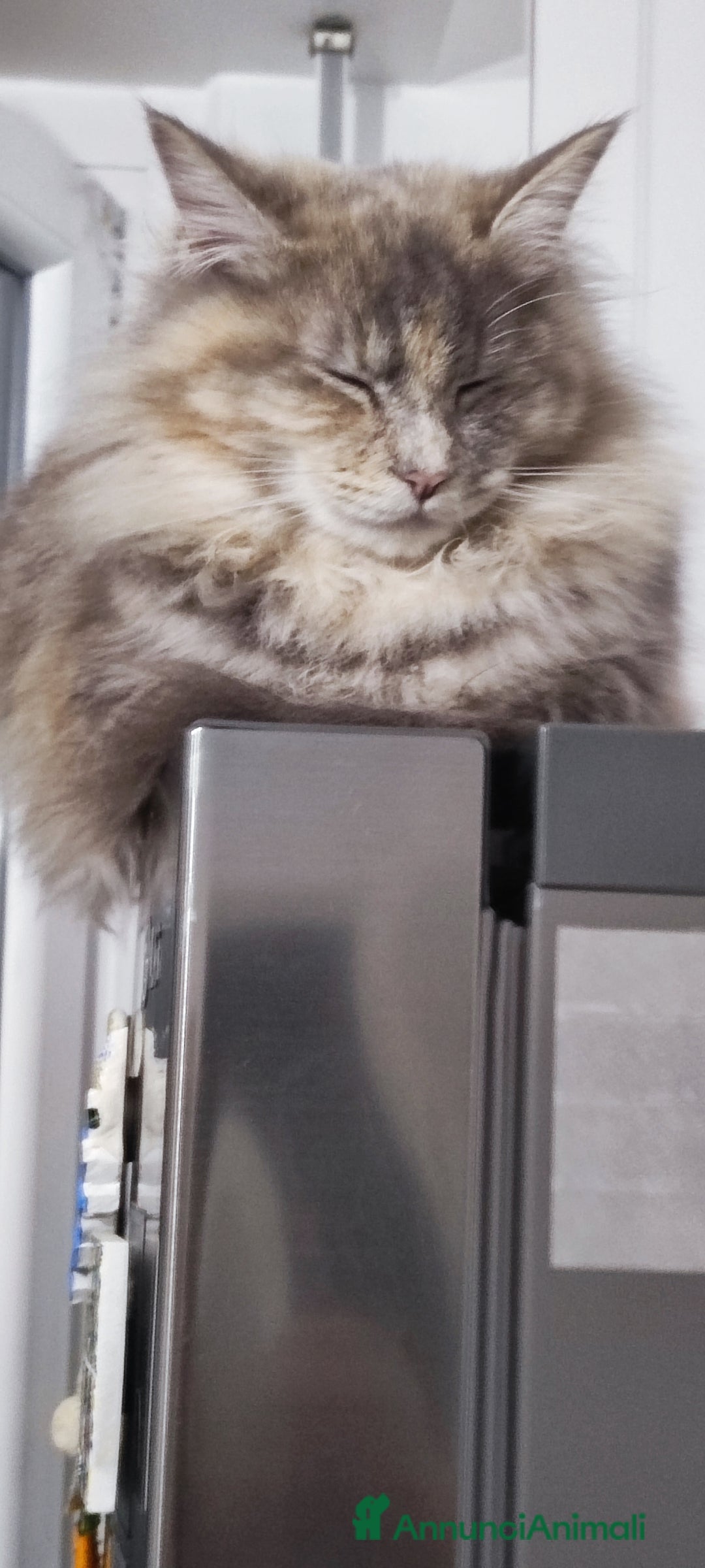 Norvegese gatti in vendita: Noah norvegese delle foreste - Annuncio 3