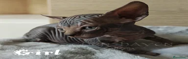 Sphynx Gattino 3