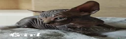 Sphynx gatti in vendita: Cuccioli Sphynx - Annuncio 10